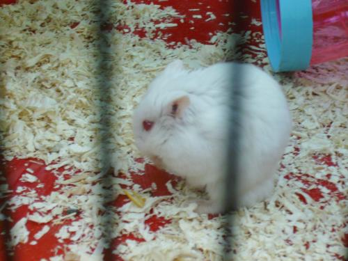 Un Hamster Russe Blanc Nouveau Arrive Dans La Famille Help Hamsters Cochons D Inde Lapins Forum Animaux Doctissimo