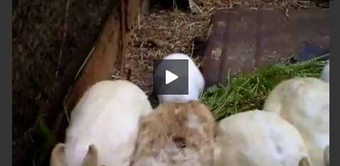 FUKUSHIMA - Mutation génétique- un lapin né sans oreilles - Alimentation, santé, environnement - web
