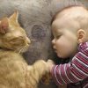 Chat et Bébé