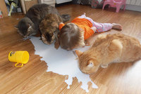 47 photos qui prouvent que les enfants se prennent pour des animauxkids-act-like-animals-cats__605