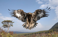 Aquila chrysaetos - aigle royal