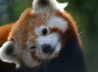 Panda roux - clin d'oeil