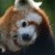 Panda roux - clin d'oeil