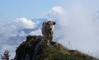 La vache, rocher d'Aran (Serge Laffitte, Bénéjacq, 64)