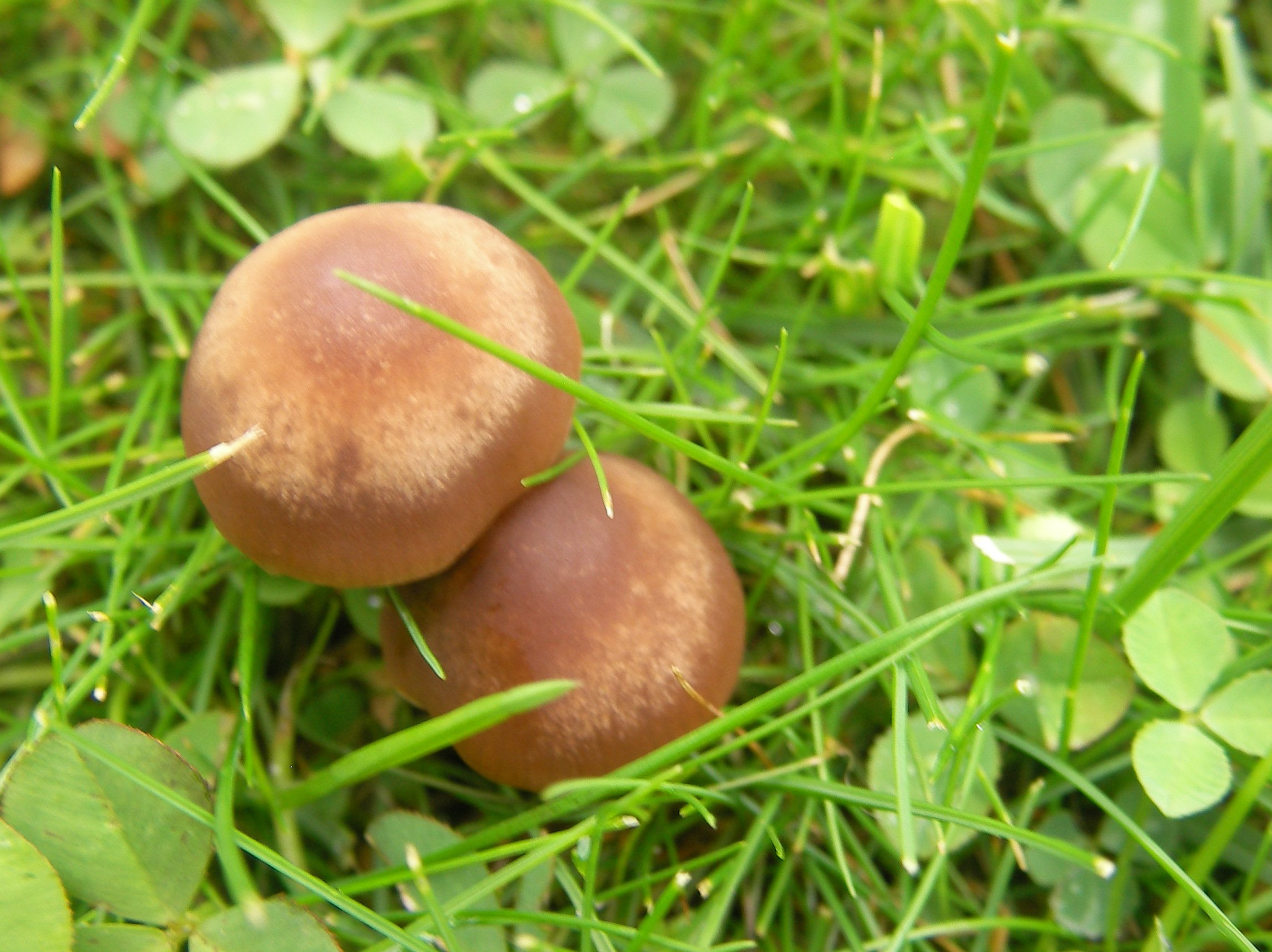 Champignon De Pelouse Dangereux Chiens Forum Animaux