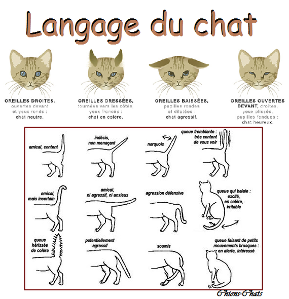 langage du chat