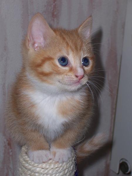 Nom Pour Chaton Tigre Chats Forum Animaux Nom Pour Chaton Tigre Chats Forum Animaux