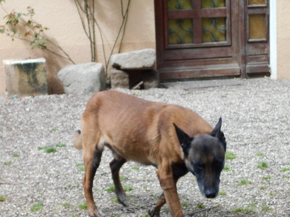 Mon Chien A Le Ventre Gonfle Mon Chien A Le Ventre Gonfle