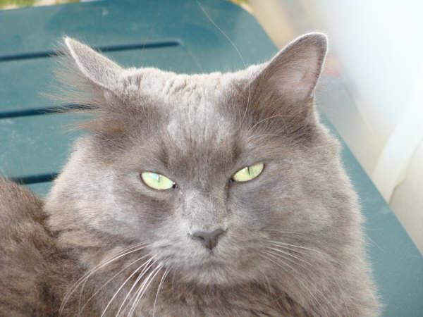 Race De Chat Gris Aux Yeux Bleus Get Images Race De Chat Gris Aux Yeux Bleus Get Images