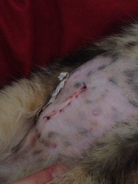 Boule Sous Cicatrice Apres Sterilisation Chats Forum Animaux Doctissimo