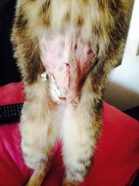 Boule Sous Cicatrice Apres Sterilisation Chats Forum Animaux Doctissimo Boule Sous Cicatrice Apres Sterilisation Chats Forum Animaux Doctissimo
