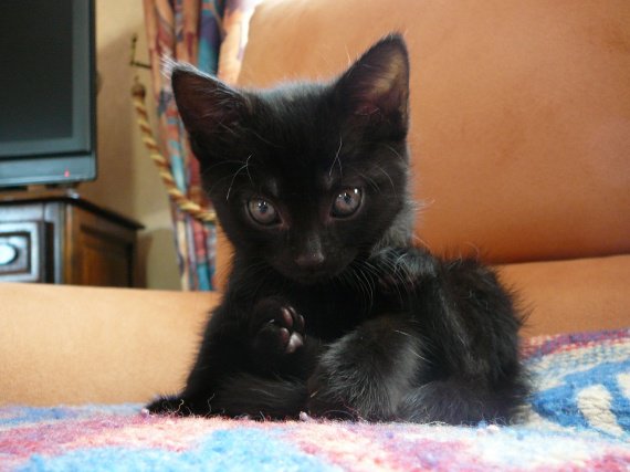 Poid Chaton