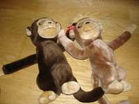 couple de singe 5e les 2