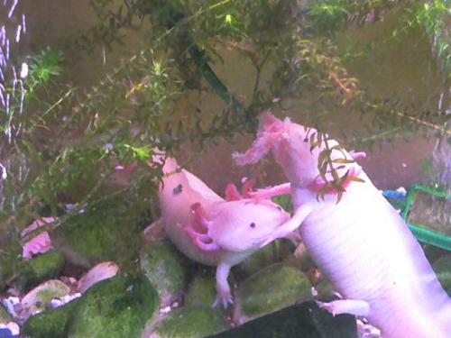 Axolotl Aquariums Et Vivariums Forum Animaux Doctissimo