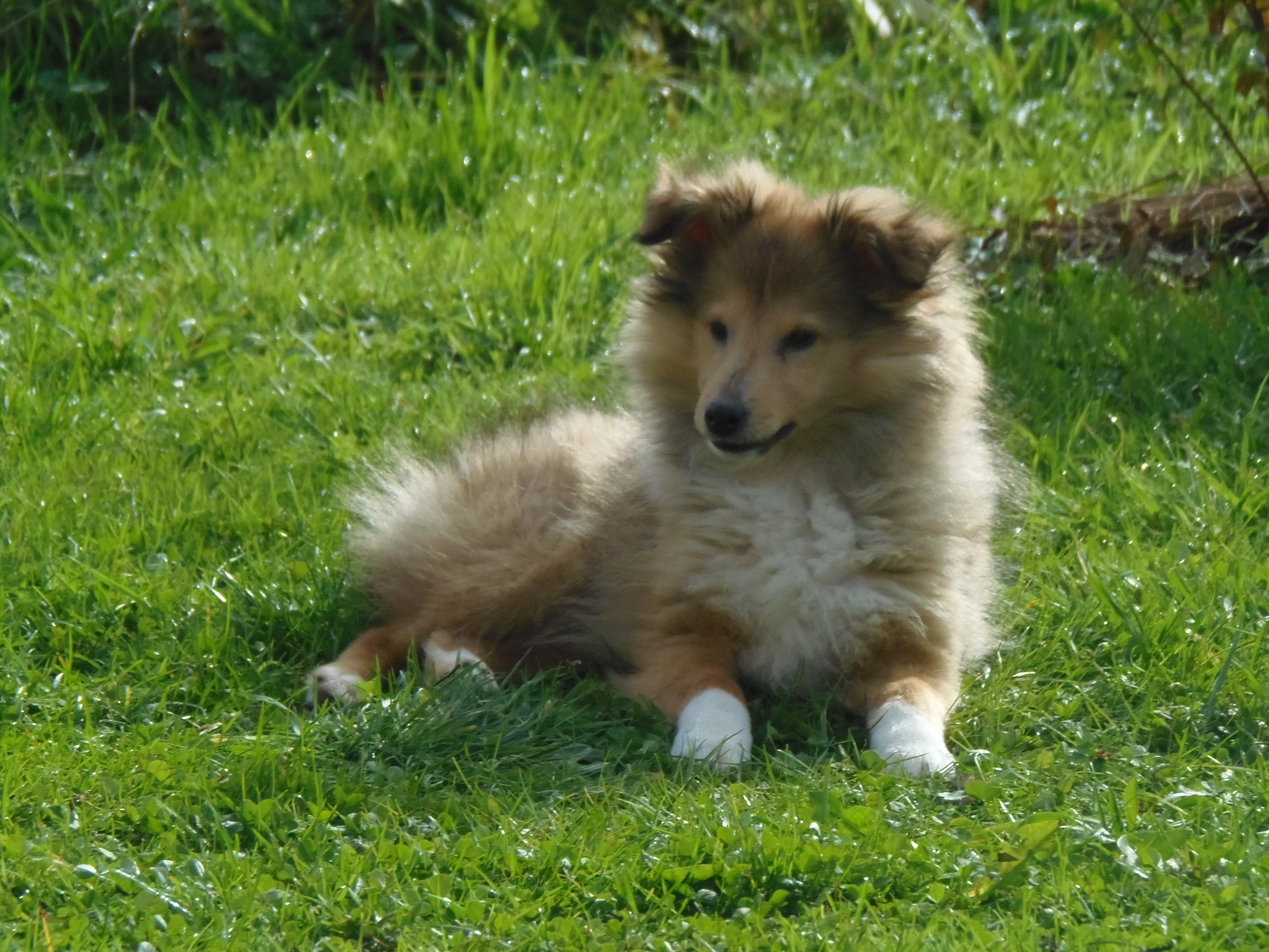 Je Vais Avoir Un Chiot Shetland Qui En A Ici Chiens Forum Animaux Doctissimo