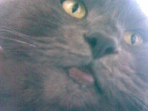 Mon Chat A La Levre Inferieur Gonfle Medecine Veterinaire Forum Animaux Doctissimo Mon Chat A La Levre Inferieur Gonfle Medecine Veterinaire Forum Animaux Doctissimo