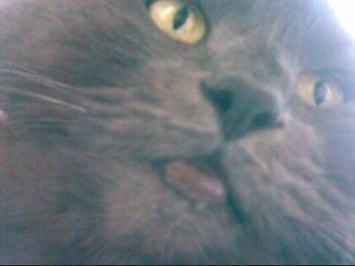 Mon Chat A La Levre Inferieur Gonfle Medecine Veterinaire Forum Animaux Doctissimo Mon Chat A La Levre Inferieur Gonfle Medecine Veterinaire Forum Animaux Doctissimo