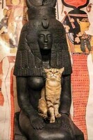 Le chat et la statue