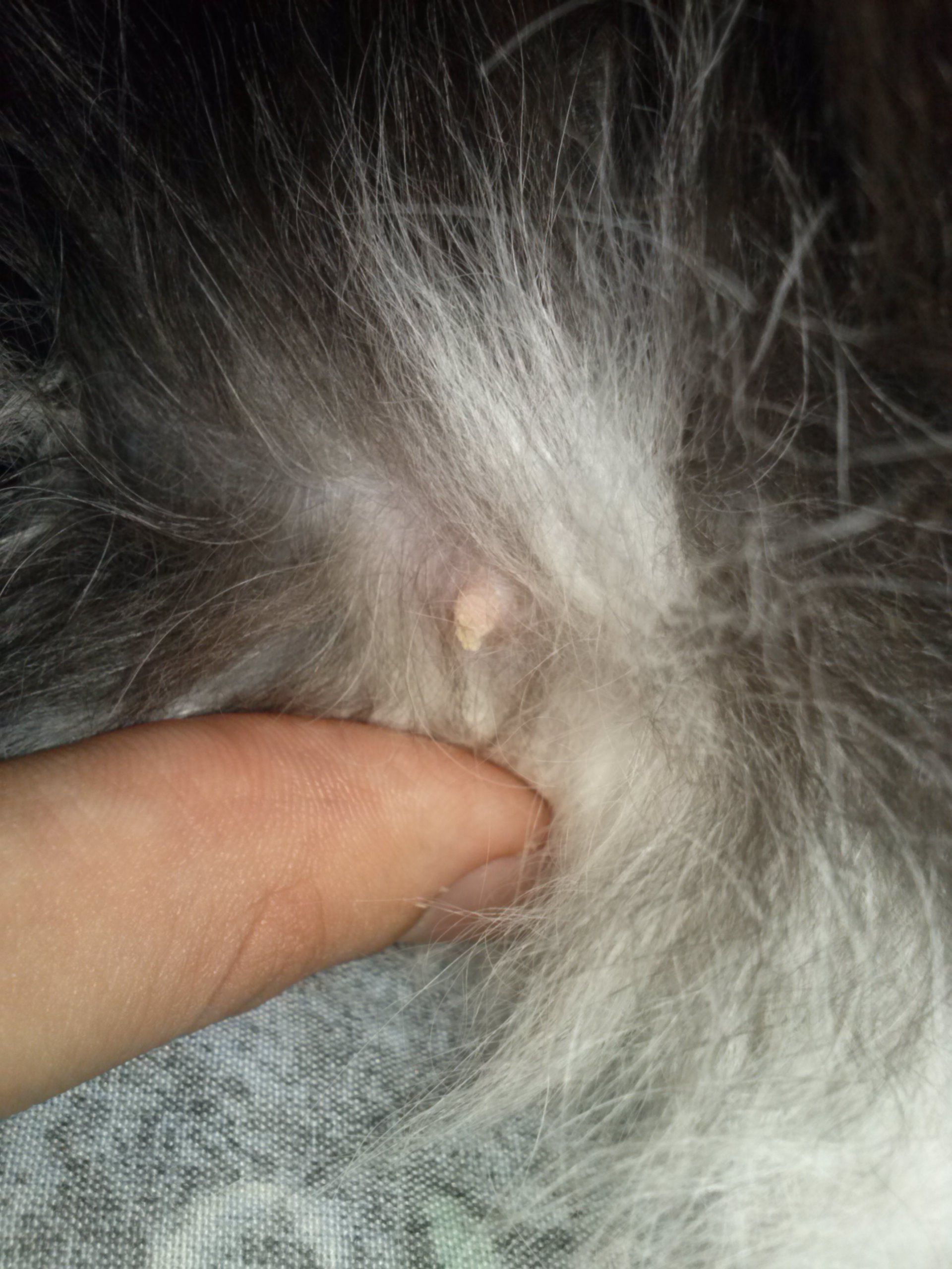 Ma Chatte Est Elle En Gestation Chats Forum Animaux Doctissimo Ma Chatte Est Elle En Gestation Chats Forum Animaux Doctissimo