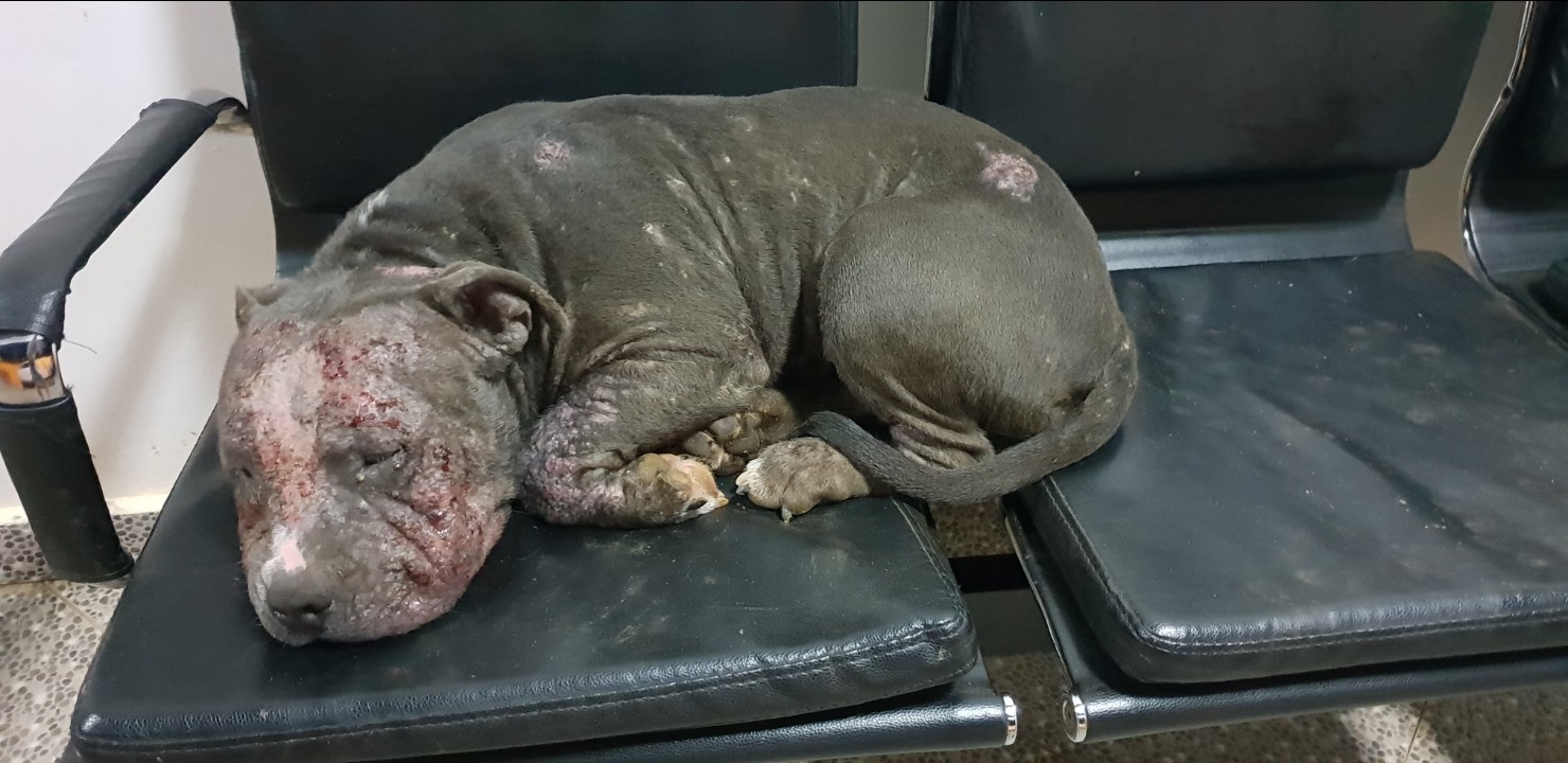 Aidez Cet American Bully Svp Maladie De Peau La Sante De Votre Chien Chiens Forum Animaux Doctissimo Aidez Cet American Bully Svp Maladie De Peau La Sante De Votre Chien Chiens Forum Animaux Doctissimo