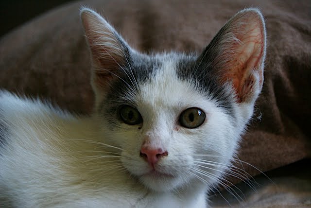 Chaton Nez Et Yeux Qui Coulent Chats Forum Animaux Doctissimo Chaton Nez Et Yeux Qui Coulent Chats Forum Animaux Doctissimo