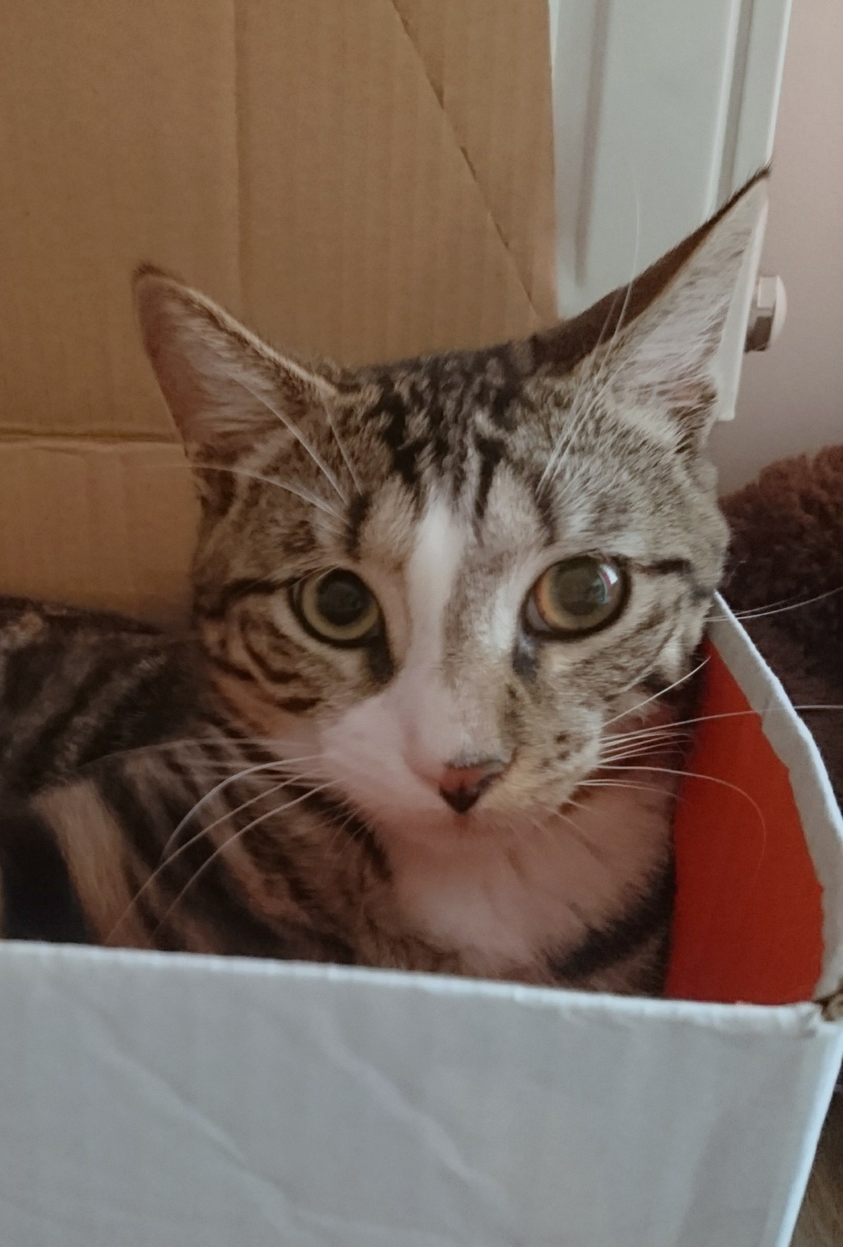 Mon Chat A Un Oeil Vitreux La Sante De Votre Chat Chats Forum Animaux Doctissimo Mon Chat A Un Oeil Vitreux La Sante De Votre Chat Chats Forum Animaux Doctissimo
