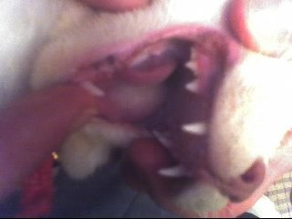 Mon Chat Des Tache Dans La Bouche