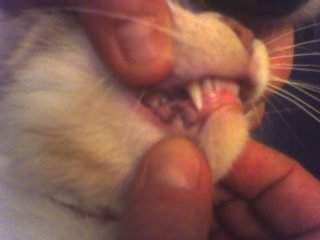 Mon Chat Des Tache Dans La Bouche Chats Forum Animaux Doctissimo