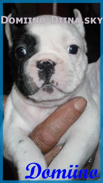 Bouledogue Francais Est Il Sourd Chiens Forum Animaux Doctissimo