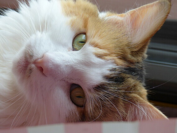 Comment Nettoyer Les Babines De Mon Chat Comment Nettoyer Les Babines De Mon Chat