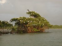 Mangrove 1