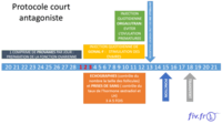 Protocole-court FIV ICSI