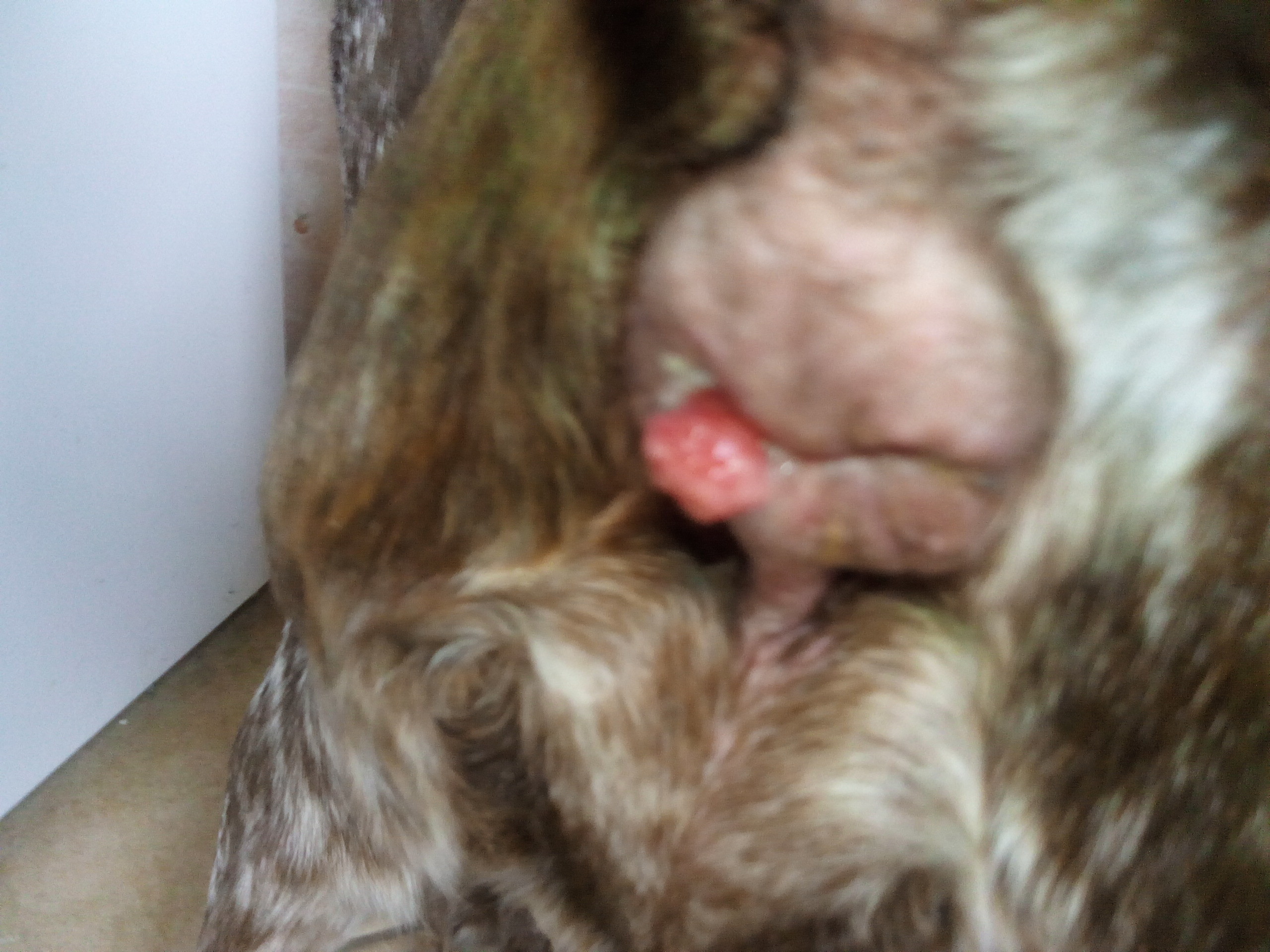 Mon Chien A Une Masse Rouge A L Anus Medecine Veterinaire Forum Animaux Doctissimo Mon Chien A Une Masse Rouge A L Anus Medecine Veterinaire Forum Animaux Doctissimo