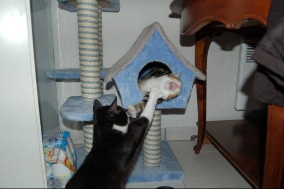 Demenagement Stress Pour Mes Loulous