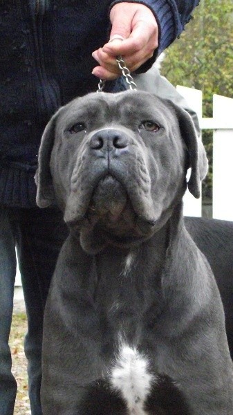 Je Vous Presente Ma Cane Corso Chiens Forum Animaux