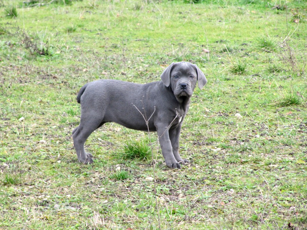 Je Vous Presente Ma Cane Corso Chiens Forum Animaux