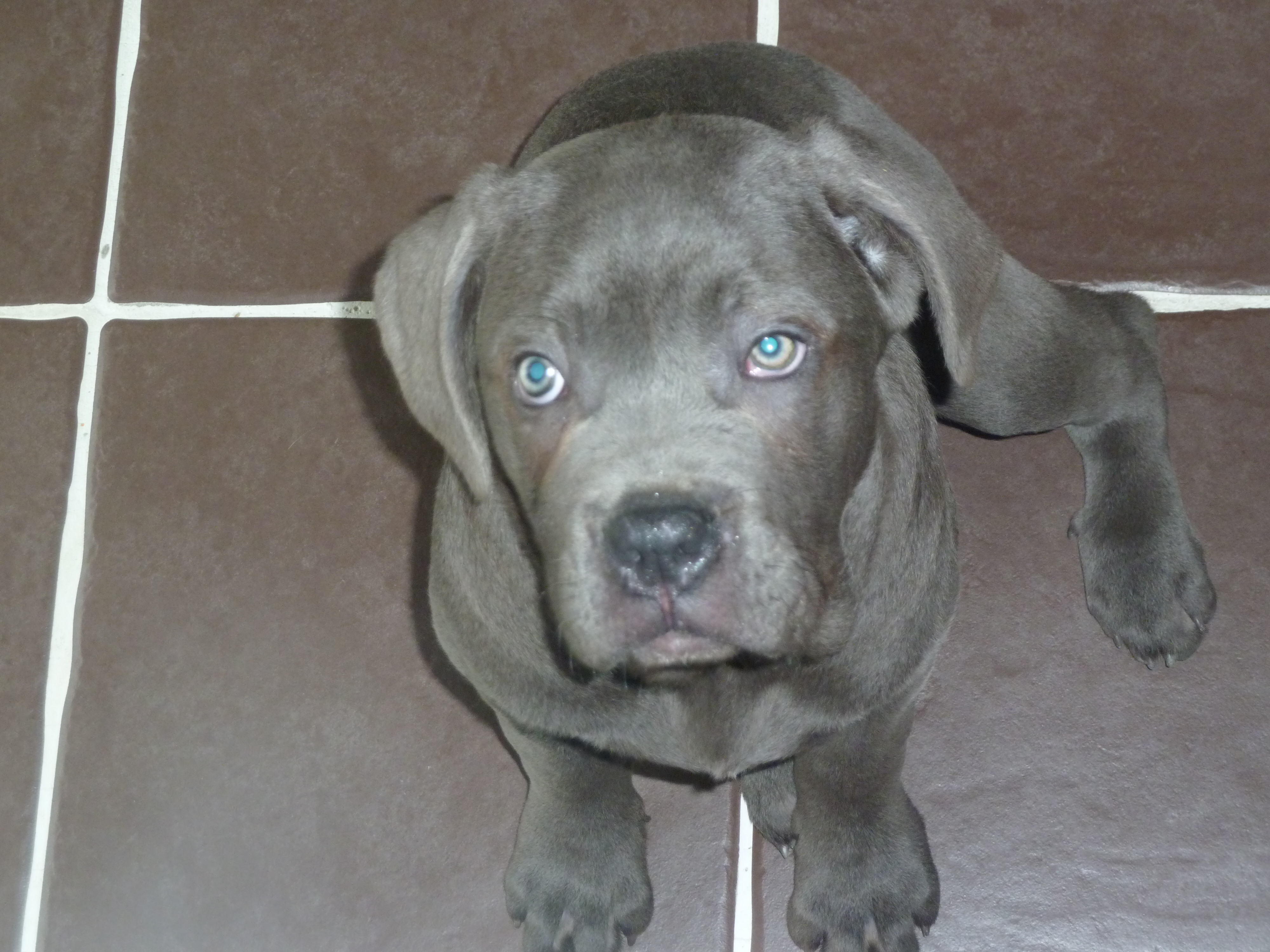 Staffy Gris Yeux Bleu Adulte Sema Staffy Gris Yeux Bleu Adulte Sema
