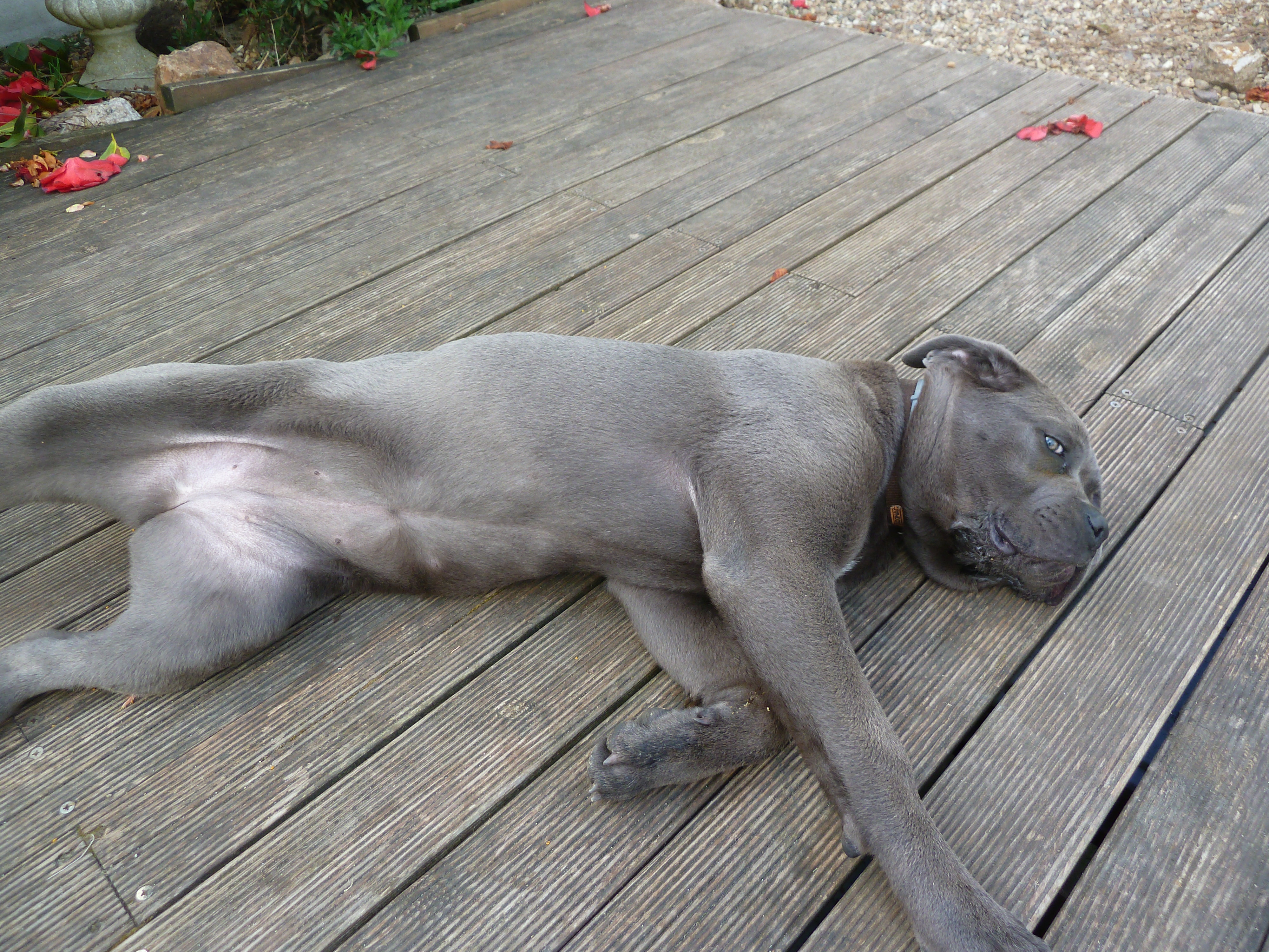 Je Vous Présente Ma Cane Corso Page 4 Chiens Forum