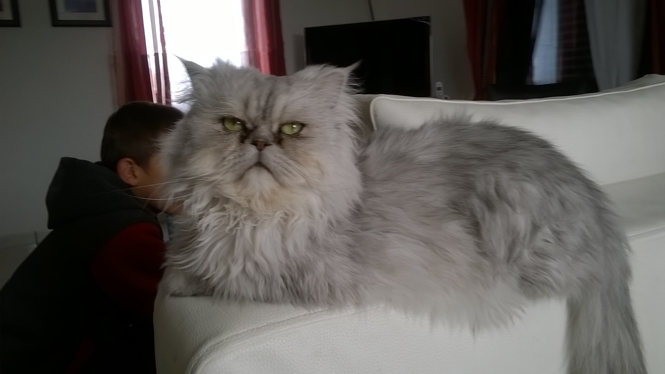 Couleurs Attendues La Sterilisation Reproduction Du Chat Chats Forum Animaux Doctissimo
