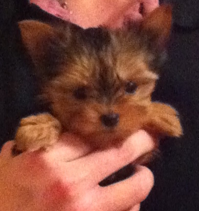 Yorkshire Terrier à Vendre En France