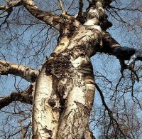 femme-arbre