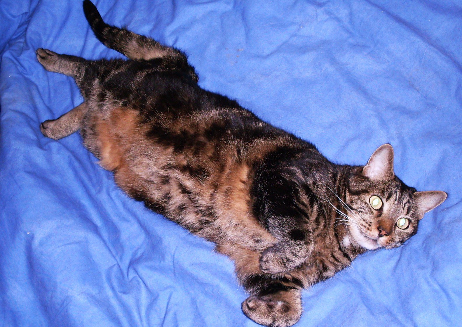 Mon Chat Dort Avec Moi Mais Sous Le Duvet Chats Forum Animaux Doctissimo Mon Chat Dort Avec Moi Mais Sous Le Duvet Chats Forum Animaux Doctissimo