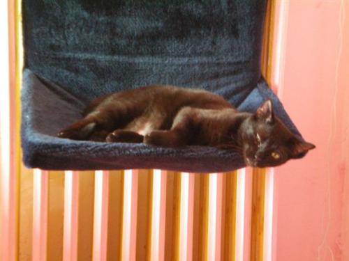 Hamac De Radiateur Pour Chat Chats Forum Animaux Doctissimo Hamac De Radiateur Pour Chat Chats Forum Animaux Doctissimo