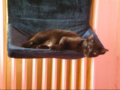 Hamac De Radiateur Pour Chat Chats Forum Animaux Hamac De Radiateur Pour Chat Chats Forum Animaux