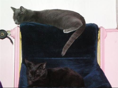 Hamac De Radiateur Pour Chat Chats Forum Animaux Doctissimo