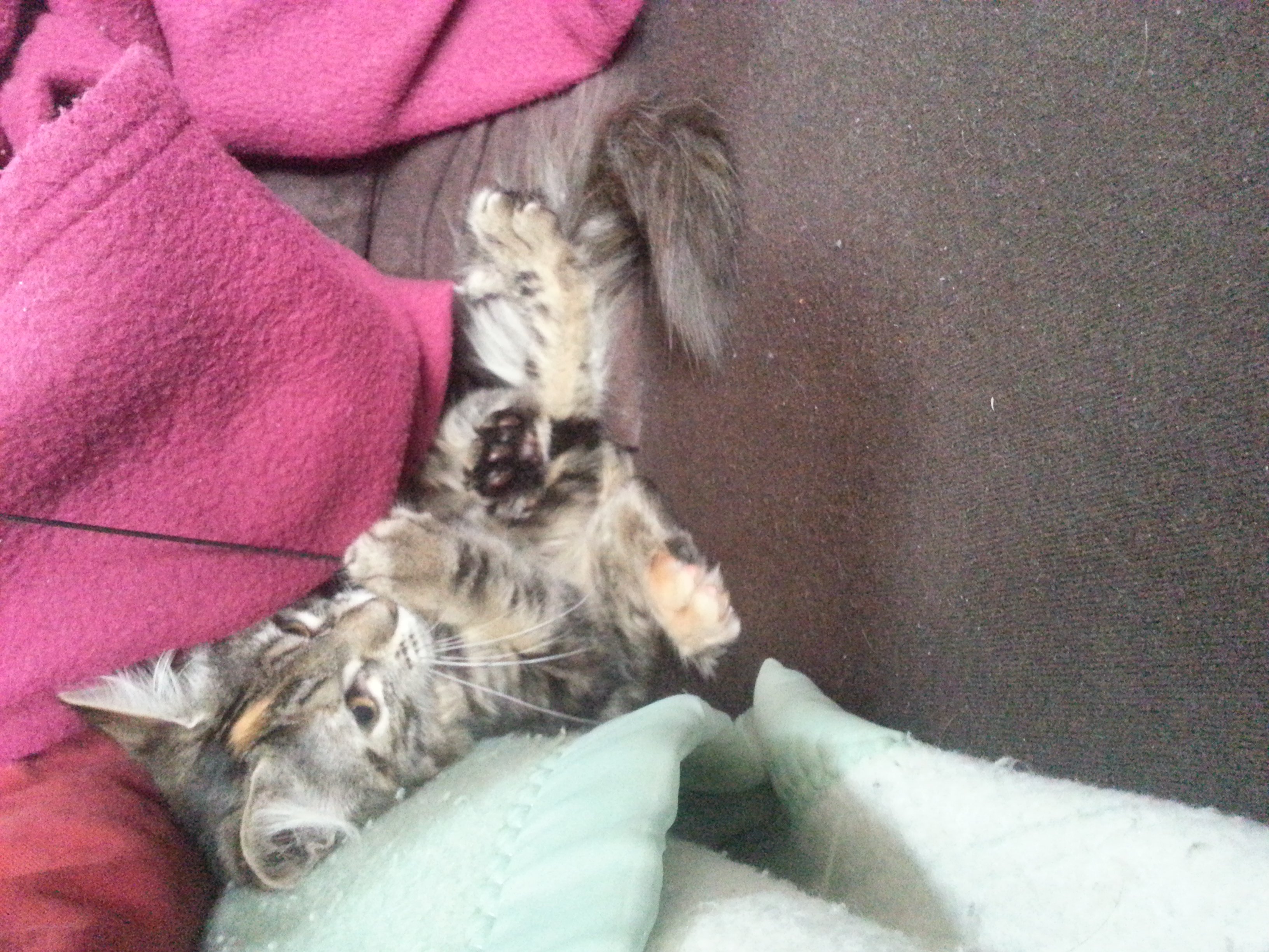 Taille De Mon Chaton Croise Maine Coon Chats Forum Animaux Doctissimo Taille De Mon Chaton Croise Maine Coon Chats Forum Animaux Doctissimo