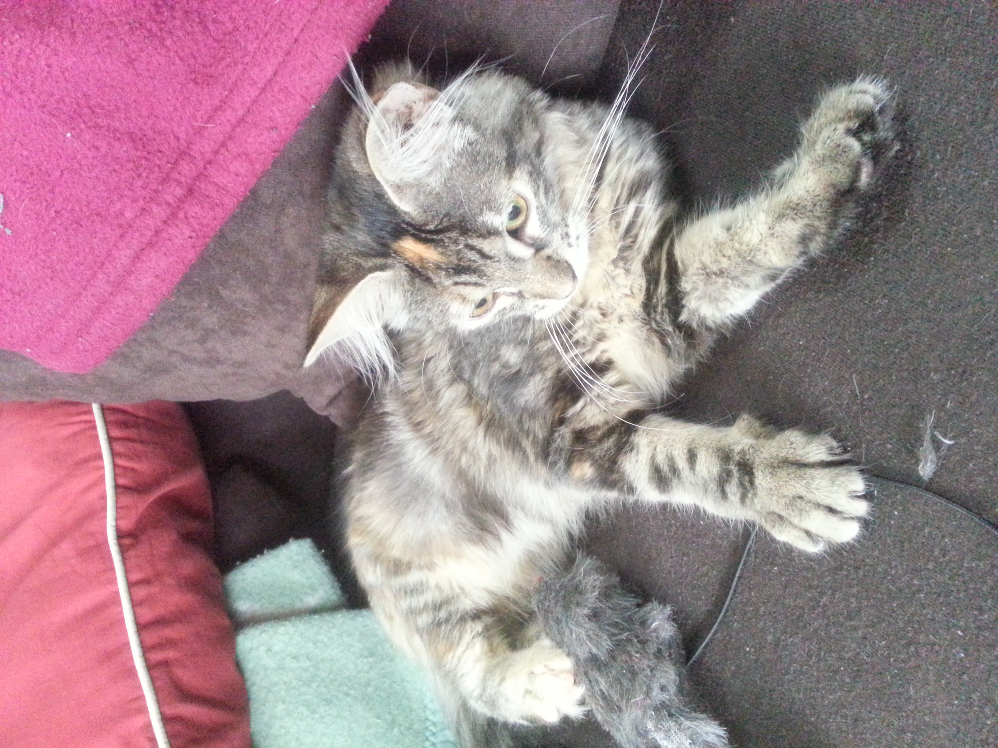 Taille De Mon Chaton Croise Maine Coon Chats Forum Animaux Doctissimo Taille De Mon Chaton Croise Maine Coon Chats Forum Animaux Doctissimo