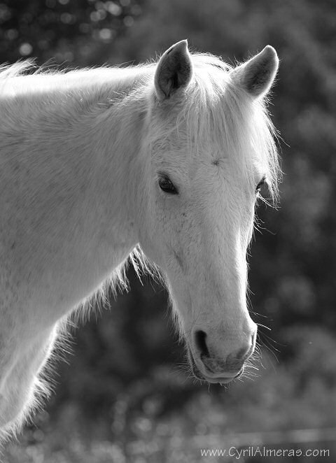 Img 2510 Tete De Cheval Blanc Noir Et Blanc B W Zanimo Zizirator05 Photos Club Doctissimo Img 2510 Tete De Cheval Blanc Noir Et Blanc B W Zanimo Zizirator05 Photos Club Doctissimo