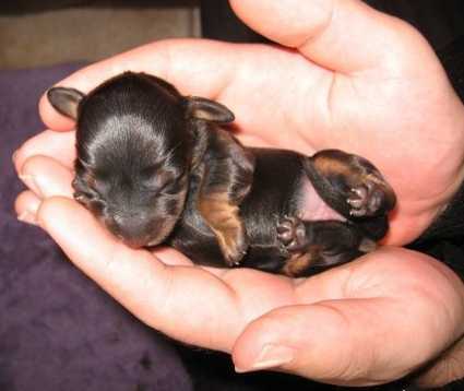 Chiot Bebe Chien Monde A Tou Zizirator05 Photos Club Doctissimo