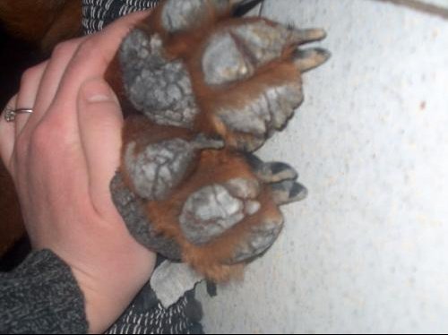 Probleme Ligaments Et Coussinets Chiens Forum Animaux Probleme Ligaments Et Coussinets Chiens Forum Animaux